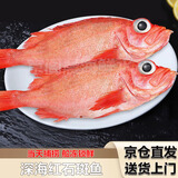 红石斑鱼鲜活冷冻海鱼大鱼新鲜海捕整条红斑鱼龙胆富贵鱼海鲜生鲜 500克