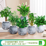 绿有意绿萝箩发财树绿植盆栽花卉室内吸除甲醛桌面水培懒人植物四季好养 【6盆办公居家组合】植物看图片