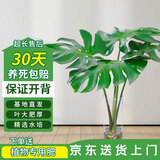 双盟龟背竹水培老桩大叶开背绿植盆栽除甲醛50-70cm1棵不含瓶源头直发
