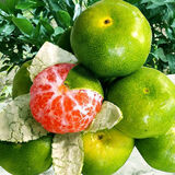 骏灏新品种嫁接早熟青皮蜜桔苗日南一号桔苗青柑橘苗特大无核桔子树苗 二年苗【一颗】