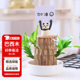 花翁巴西木格鲁特水养幸运木水培盆栽办公室内阳台花卉绿植物源头直发