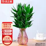 沭之美观音竹无土水培植物 观音竹3株+菱形玻璃瓶（颜色随机）源头直发