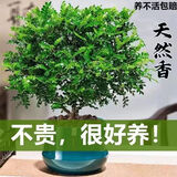 植物驱蚊虫清香胡椒木盆栽正宗花卉绿植四季好养净化空气吸甲醛 特大清香胡椒木 35CM 高 一盆原士