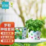 IAM City Farmer罗勒DIY植物种植趣味盆栽厨房香料种子四季种植儿童种植好种易活