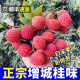 探鲜锋（TANXIANFENG）空运海南白糖樱妃子笑桂味荔枝水果空送礼盒礼老树精品果 桂味精品果3斤