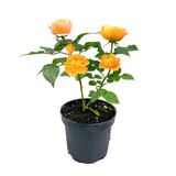 花行榜月季花苗爬藤开花植物特大花卉盆栽绿植四季玫瑰果汁阳台藤本蔷薇 果汁阳台(灌木大花) 不含盆