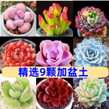 多肉组合盆栽阳台盆栽喜阳植物新手福利按图发货品种花卉好养 A款9种加盆土