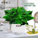 植男植女大叶金钻蔓绿绒室内桌面懒人绿植盆栽好养花卉植物源头直发