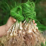 伴悦行野生薤白 新鲜小野葱 野蒜葱百 苦藠头小根胡葱沙葱野菜小山葱 薤白 1斤