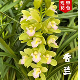 艾莹有香味的兰花苗 建兰金尊红颜 四季兰带金边室内阳台花卉盆栽绿植 香兰3苗配黑硬盆土肥