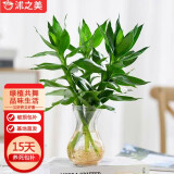 沭之美观音竹盆栽无土水培植物绿植 观音竹3株+风信子塑料瓶 源头直发