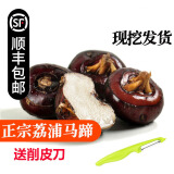 【顺丰】广西桂林马蹄 荔浦荸荠 脆甜无渣 新鲜马蹄蔬菜 5斤 中大果 90-100个