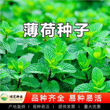 玮艺可食用薄荷种子驱蚊虫植物花草蔬菜种子耐热四季阳台盆栽薄荷种籽 薄荷种子【1包 约200粒】