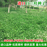鑫意进口三叶草种子红三叶白三叶种籽幸运草四季常青耐寒绿化草坪草籽 白三叶净籽10斤