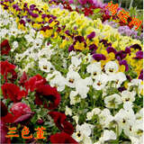 长春花种子日日春天天开花种籽易活四季播种庭院阳台盆栽耐热花卉 混色三色堇200粒/送肥料