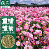 寿禾 雏菊种子苗四季种植菊花盆栽花草种籽 潍育寿彩雏菊种子2千粒