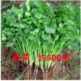 唯友蔬菜种子大全四季播种阳台盆栽农家小菜园香菜生菜菠菜小葱易种 香菜 约500粒