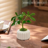 卉轩居鸭脚木绿植盆栽四季常青好养室内办公室客厅小叶栀子花卉桌面植物 鸭脚木+竖纹盆【苔藓】