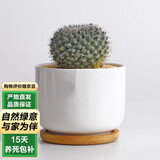 泰西丝玉翁仙人掌球植物盆栽绿植花卉摆件组合四季好养肉肉盆景源头直发