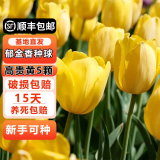耘淘郁金香种球水培5度球花卉绿植种子土培植物水养盆栽室内室外耐寒 高贵黄 闪亮5球+2包肥料