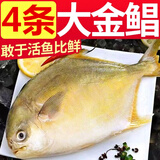 鼠大皇 大号金鲳鱼新鲜镜鱼扁鱼鲳鱼金昌鱼野生海捕水产年货无冰2斤1条 金鲳鱼500-400g/条【1条装】