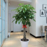 发财树盆栽文竹室内花卉小盆景办公室绿色植物客厅招财金钱树盆栽 1.5米辫子发财树两盆