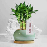 绿荫巷子富贵竹植物迷你盆栽室内办公室好养文昌竹绿植四季常青步步高花卉 【绿冰纹+竹托】4支富贵竹+吊牌