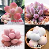 韩版汤圆奶酪多肉植物盆栽套餐新手办公室内萌肉创意绿植花卉 汤圆+奶酪+婴儿手指+桃蛋【3cm】