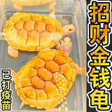 招财金钱乌龟 三线闭壳大龟黄缘龟南石龟稀有宠物小乌龟苗活物 8—9cm  活泼健康 情侣2只装