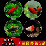 卡奇鱼 观赏鱼活体 胎生鱼 黑玛丽 皮球鱼 小型鱼 曼龙 热带鱼观赏鱼 红球+蓝月+三色+黑尾各5条