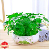 意轩铜钱草水培盆栽室内室外花卉金钱草绿植吸绿植花草植物 铜钱草+荷花陶瓷盆