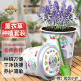 德沃多薰衣草学生DIY儿童趣味种植盆栽套装植物种子观察幼儿园迷你盆栽