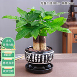 花友发财树盆栽办公室盆栽室内客厅桌面绿植小盆景发财树植物花卉 黑福瓷盆+三杆发财树