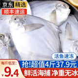 朵芙青岛海捕银鲳鱼 4斤 白鲳扁鱼平鱼 海鱼 生鲜鱼类 海鲜水产 8-10/斤 4斤码头直供