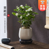 开时果 茉莉花盆栽浓香型 桌面绿植物阳台花卉树苗盆景摆件源头直发包邮 茉莉花3-6棵【雪梨盆+底座】