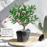 爱你一万年金边瑞香盆栽浓香型带花苞杜鹃花苗老桩茶花大苗四季开花植物鲜花 3年苗瑞香20-30cm【原生盆】