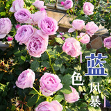 京云梦欧月蓝色风暴阳台盆栽蔷薇月季易养护/蓝色风暴加仑盆源头直发
