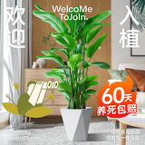 植男植女天堂鸟盆栽客厅室内大型绿植真花办公室大叶植物鹤望兰源头直发