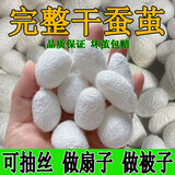 天然烘干完整带蚕蛹桑蚕茧抽丝手工彩绘展示蚕茧壳桑蚕丝团扇蚕茧 【20个】白色干蚕茧