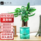 九千谷三杆发财树盆栽绿植花卉懒人桌面植物小盆景吸水盆源头直发