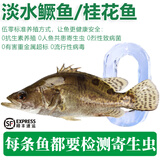 太湖海【鳜鱼 无抗生素检测】鲜活现杀整条桂鱼 淡水鱼类桂花鱼儿童水产 （400g*2条）礼箱装