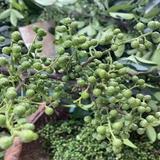 绿食者藤椒新鲜青花椒300g真空保鲜新花椒生麻椒鲜青藤椒鲜花椒 300g