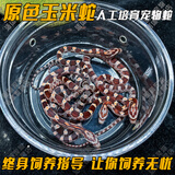SMVP玉米蛇活物真蛇宠物蛇爬宠幼体翠青异宠白化蛇宠无毒黑王暴风雪盲 原色玉米蛇【苗】