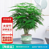 花行榜文竹盆栽盆景植物花卉办公室桌面绿植大文竹【梅青瓷盆】源头直发