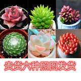 多肉组合盆栽阳台盆栽喜阳植物新手福利按图发货品种花卉好养 W款6种加盆土