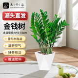 九千谷金钱树盆栽植物公司前台招财盆景绿植易成活45-55cm源头直发
