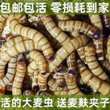 HF大麦虫活体面包虫黄粉虫龙鱼乌龟守宫蜥蜴蜘蛛鸟宠物饲料包成活率 1斤大麦虫（5厘米）送麦麸镊子