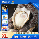 贝司令乳山生蚝鲜活牡蛎海鲜特产贝类露营烧烤食材 XL净重4斤16-22只