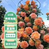 花友藤本月季花苗月季花树苗盆栽特大花苗庭院爬藤植物阳台蔷薇爬墙 夏洛特夫人【爬藤】大苗 1-1.3米高度多分叉