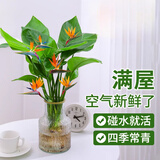 壹植水培天堂鸟盆栽花卉植物室内客厅绿植桌面鹤望兰吸甲醛四季好养活 精品水培天堂鸟40-50厘米3棵 不含盆